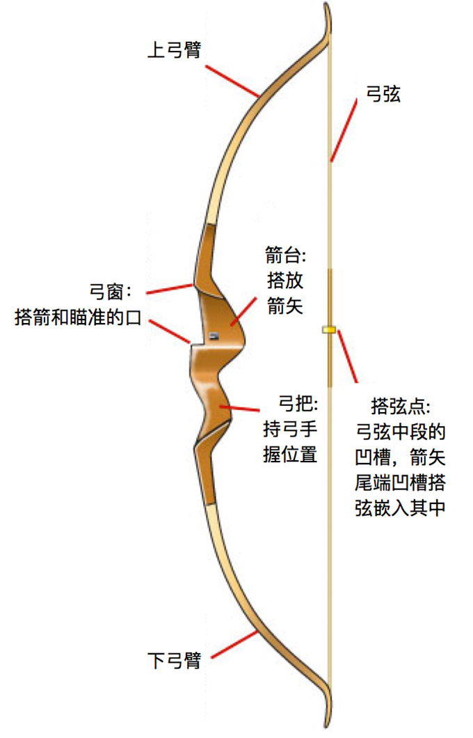 弓的基本结构
